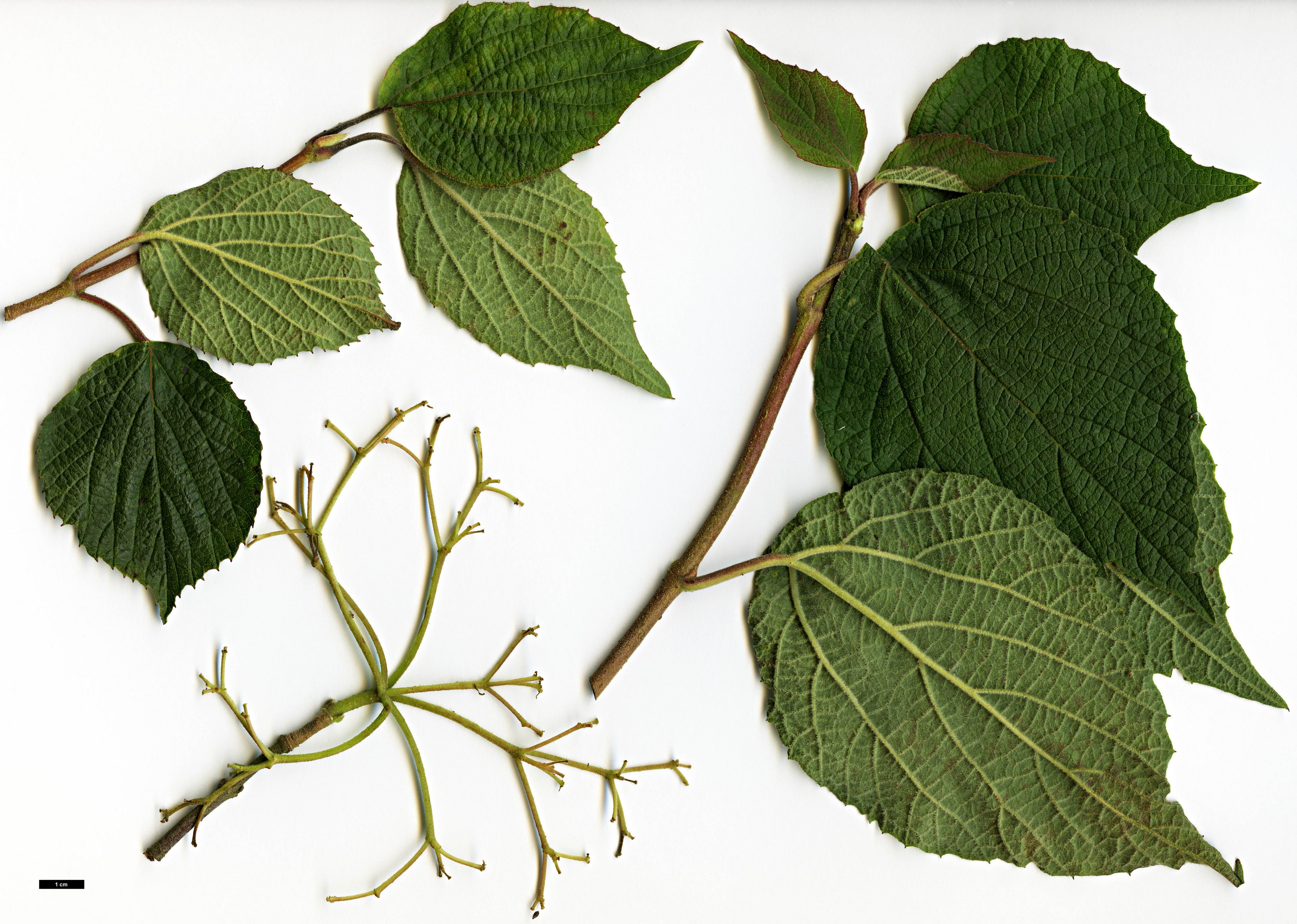 High resolution image: Family: Adoxaceae - Genus: Viburnum - Taxon: fordiae